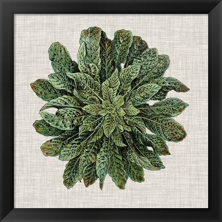 Framed Spherical Leaves I Print