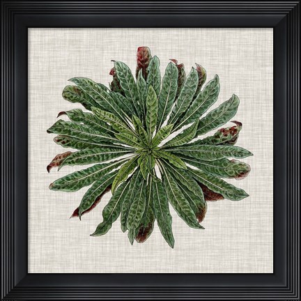 Framed Spherical Leaves II Print