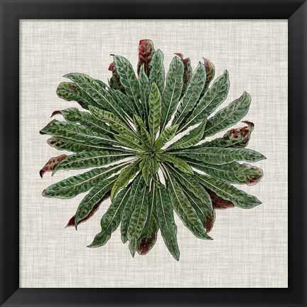 Framed Spherical Leaves II Print