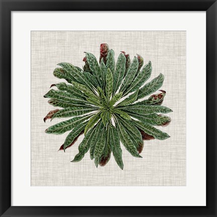 Framed Spherical Leaves II Print