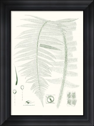 Framed Verdure Ferns IX Print
