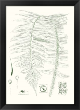 Framed Verdure Ferns IX Print