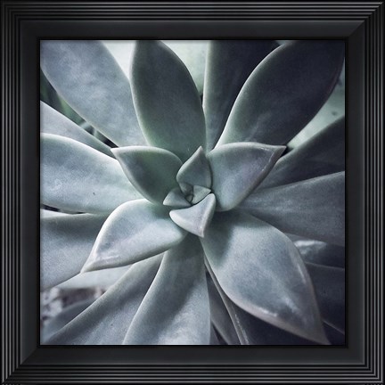 Framed Succulent Life Print