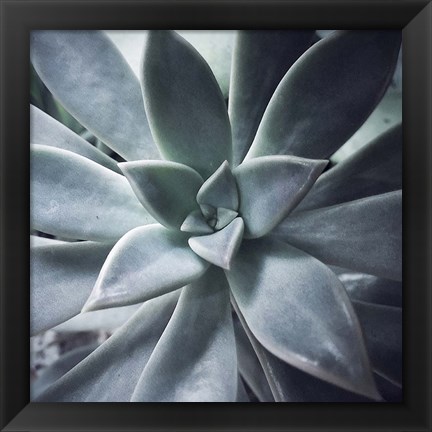 Framed Succulent Life Print