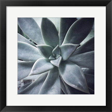 Framed Succulent Life Print