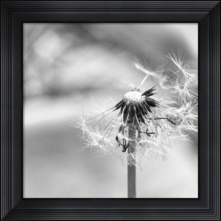 Framed Blown Away Print