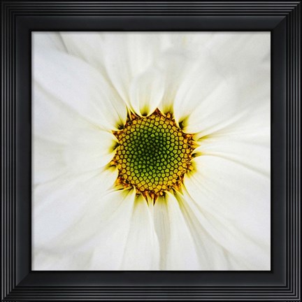 Framed Center of Attention Print