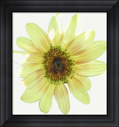 Framed Coming Up Daisy Print