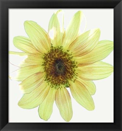 Framed Coming Up Daisy Print