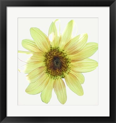 Framed Coming Up Daisy Print