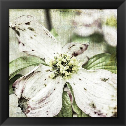 Framed Dogwood Floral Print