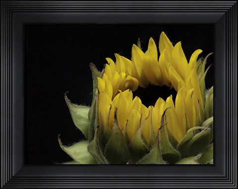 Framed Glow of Content Print