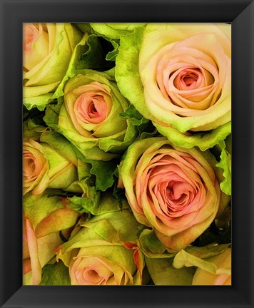 Framed Green &amp; Pink Rose Bouquet Print