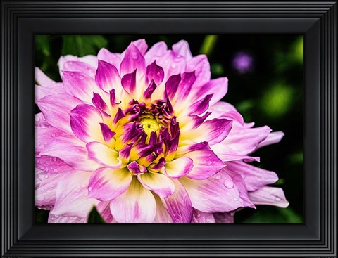 Framed In Full Regalia Print