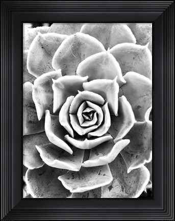 Framed Peace Love &amp; Succulent black and white Print