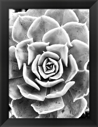 Framed Peace Love &amp; Succulent black and white Print