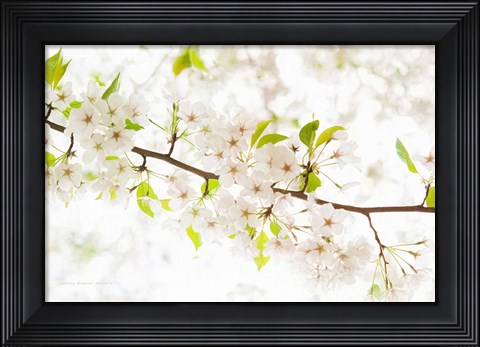 Framed Pretentiously Elegant Print