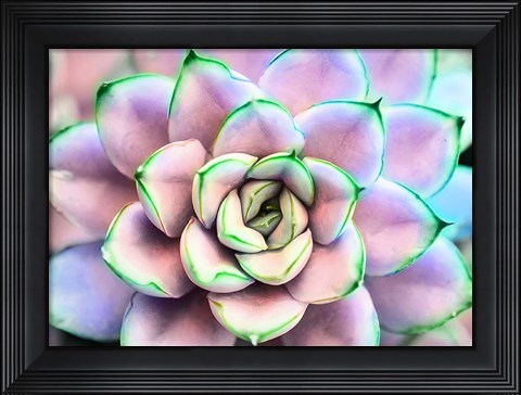 Framed Succ You Print