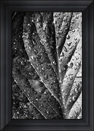 Framed Such a Morning Print
