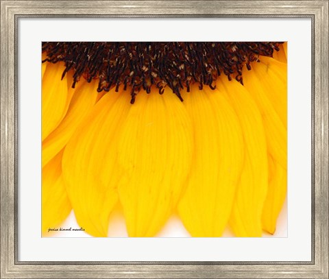 Framed Sunflower Closeup Print