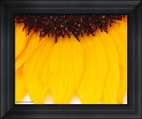 Framed Sunflower Closeup Print