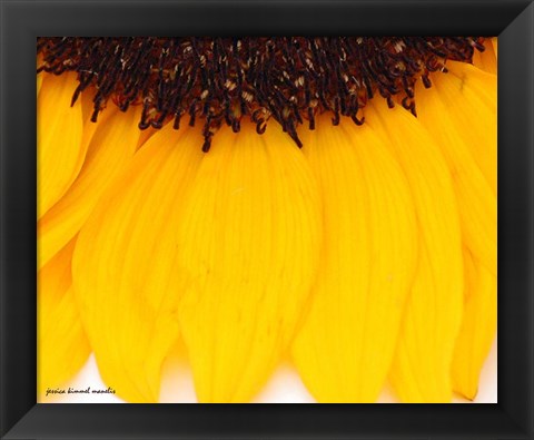 Framed Sunflower Closeup Print