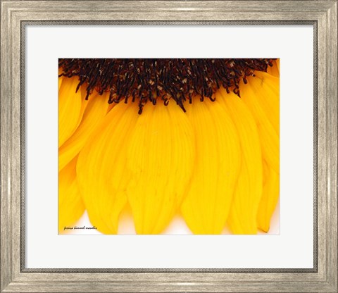 Framed Sunflower Closeup Print