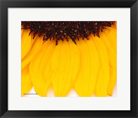 Framed Sunflower Closeup Print