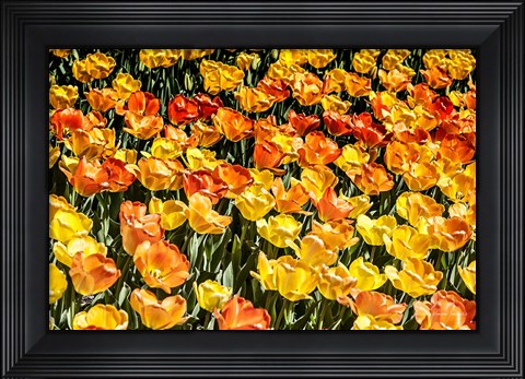 Framed Tulip Wave Print