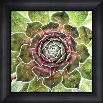 Framed What up Succa Print