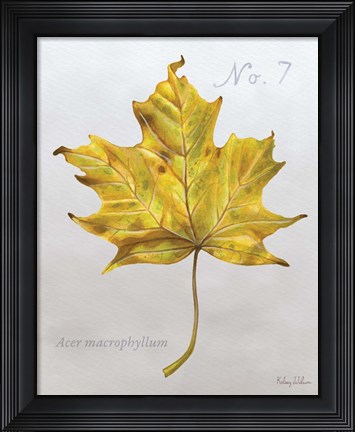Framed Autumn Leaves on Gray II-Maple 2 Print