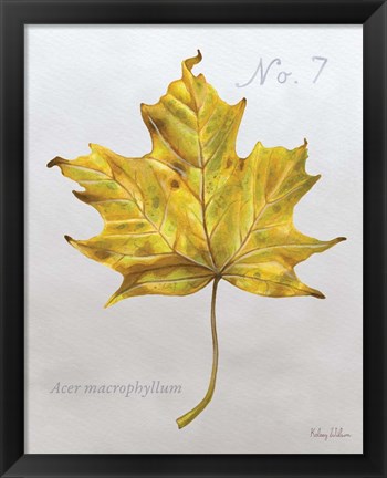 Framed Autumn Leaves on Gray II-Maple 2 Print