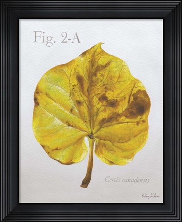 Framed Autumn Leaves on Gray IV-Redbud Print