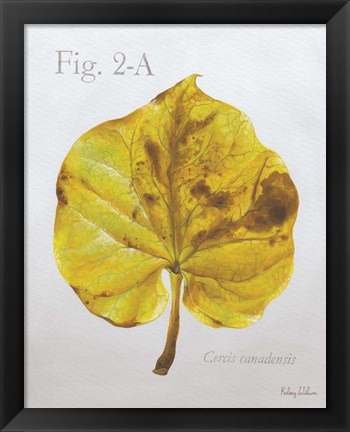 Framed Autumn Leaves on Gray IV-Redbud Print