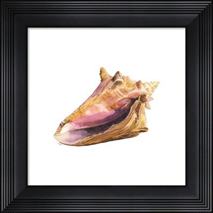 Framed Oceanum Shells White I-Conch Print
