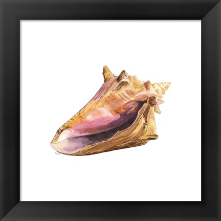 Framed Oceanum Shells White I-Conch Print