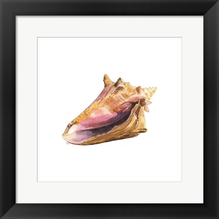 Framed Oceanum Shells White I-Conch Print