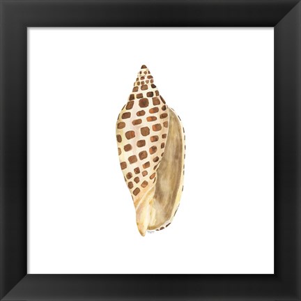 Framed Oceanum Shells White II-Junonia Print