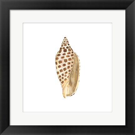 Framed Oceanum Shells White II-Junonia Print