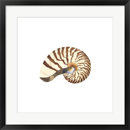 Framed Oceanum Shells White III-Nautilus Print