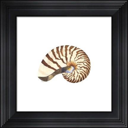 Framed Oceanum Shells White III-Nautilus Print