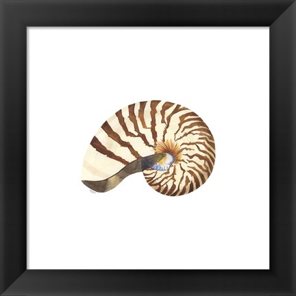 Framed Oceanum Shells White III-Nautilus Print