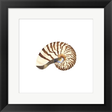 Framed Oceanum Shells White III-Nautilus Print