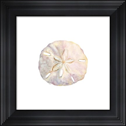 Framed Oceanum Shells White IV-Sand Dollar Print