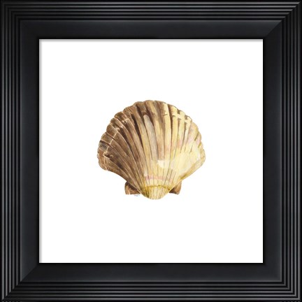 Framed Oceanum Shells White V-Scallop Print