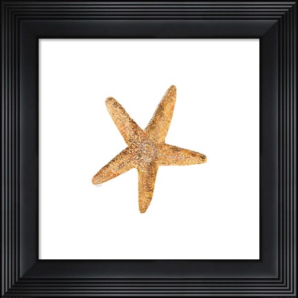 Framed Oceanum Shells White VI-Sea Star Print