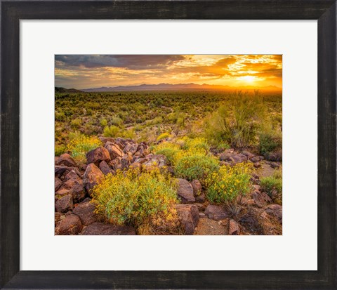 Framed Brittlebush Sunset Print