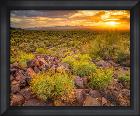 Framed Brittlebush Sunset Print