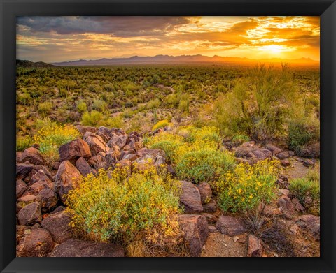 Framed Brittlebush Sunset Print