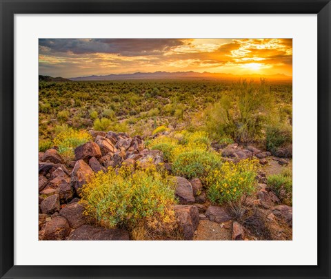 Framed Brittlebush Sunset Print